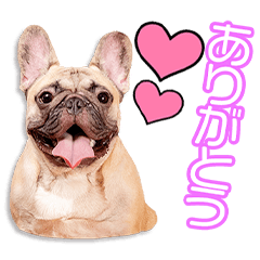 [LINEスタンプ] 藤岡家の茶太郎ちゃん