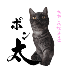 [LINEスタンプ] かわいいポン太