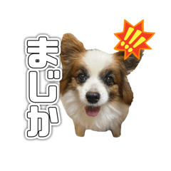 [LINEスタンプ] リンといっしょ！