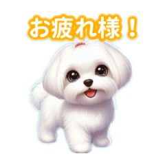 [LINEスタンプ] とにかくかわいい  マルチーズ