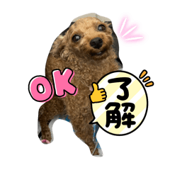 [LINEスタンプ] シープードル愛犬タピオカ物語2