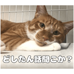 [LINEスタンプ] うちのキュートなネコちゃんスタンプ