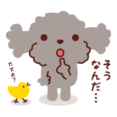 [LINEスタンプ] トイプードル色々_ ほのぼのスタンプ