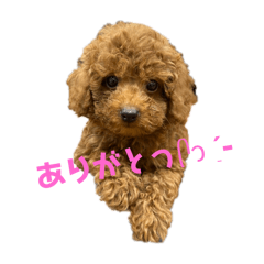 [LINEスタンプ] コ コ ち ゃ ん スタンプ