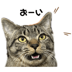 [LINEスタンプ] わがやのにゃんずスタンプ