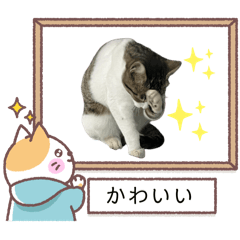 [LINEスタンプ] 野良猫のキョロちゃん+α