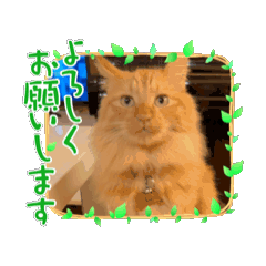 [LINEスタンプ] 僕、Aslan。