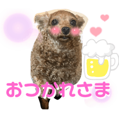 [LINEスタンプ] シープードルタピオカ物語3 トイプードルの画像（メイン）