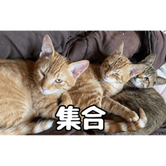 [LINEスタンプ] 我が家のあつまり猫1