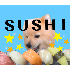 [LINEスタンプ] Halu I’ll eat sushi