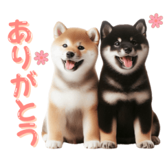 [LINEスタンプ] よく使う！パステル文字♡柴犬＆黒柴