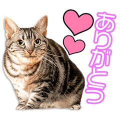 [LINEスタンプ] 髙島家のノアちゃん