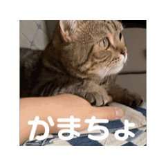 [LINEスタンプ] まる♂