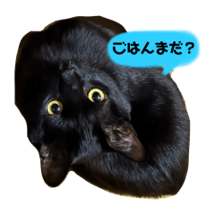 [LINEスタンプ] うちのめごこちゃん