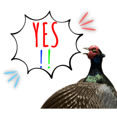 [LINEスタンプ] 鳥が色々言うスタンプ#2