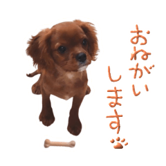 [LINEスタンプ] 実写ちゅらすたんぷ