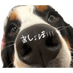 [LINEスタンプ] ⭐︎Andy⭐︎Bernese mountain dog