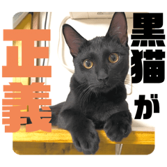 [LINEスタンプ] ピュたんぷ〜ピュン太すぎる黒猫ver2.0〜