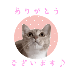 [LINEスタンプ] クリーム茶トラ猫のスタンプ