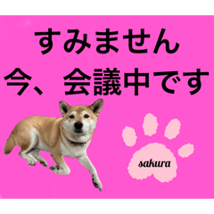 [LINEスタンプ] シバ犬のさくらさんの「すみません」➕α