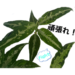 [LINEスタンプ] アグラオネマ①日常スタンプ