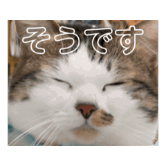 [LINEスタンプ] 世界の猫「ダライ」です！！