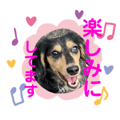 [LINEスタンプ] Mダックスのブラタン日常会話①charme