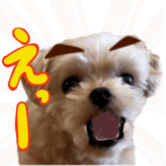 [LINEスタンプ] うごく！楽しく踊る犬2