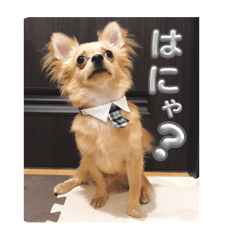 [LINEスタンプ] るるとえなの画像（メイン）
