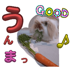 [LINEスタンプ] ソナの日常の画像（メイン）