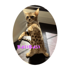 [LINEスタンプ] かわねこちゃんたち