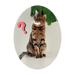 [LINEスタンプ] ねことコザクラ