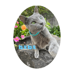 [LINEスタンプ] かわねことインコ