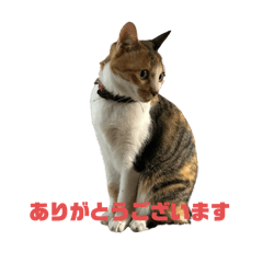 [LINEスタンプ] 寒いのは、嫌いな猫