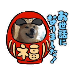 [LINEスタンプ] 柴犬と猫今年もお世話になりました