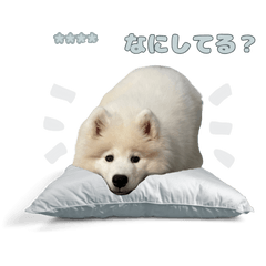 [LINEスタンプ] サモエドつばきの名前カスタムスタンプ