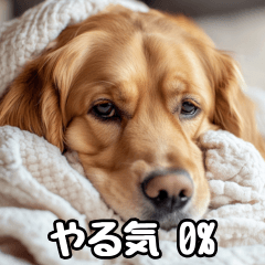 [LINEスタンプ] だら犬(だらだらしてる犬)