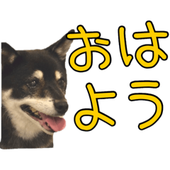 [LINEスタンプ] 黒豆健太スタンプ8