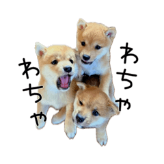 [LINEスタンプ] さくらキッズ