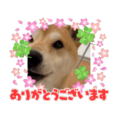 [LINEスタンプ] おしゃべり柴犬りゅう