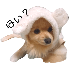[LINEスタンプ] ギャルマインドみたいな犬の はる