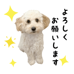 [LINEスタンプ] レアちゃんのかわいいスタンプ