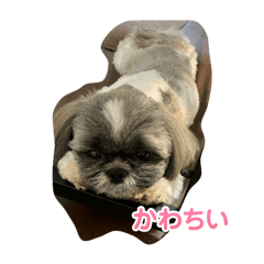 [LINEスタンプ] シーズー犬もふ2