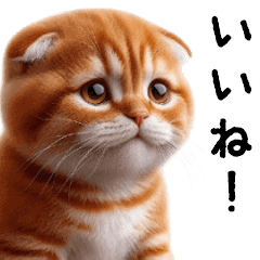 [LINEスタンプ] 猫ミームのかわいい動くスタンプ