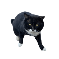 [LINEスタンプ] 木彫りの熊みたいな猫のスタンプ