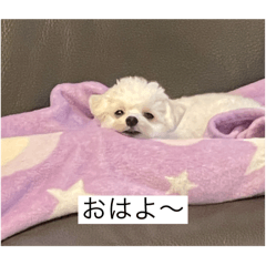 [LINEスタンプ] もちもちdog