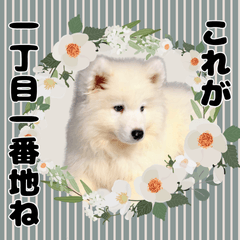 [LINEスタンプ] おじさんサモエド犬