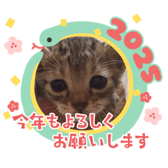 [LINEスタンプ] ねこはなねこ