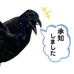 [LINEスタンプ] 鳥が色々言うスタンプ(forビジネス)