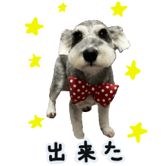 [LINEスタンプ] シュナウザーのMAX